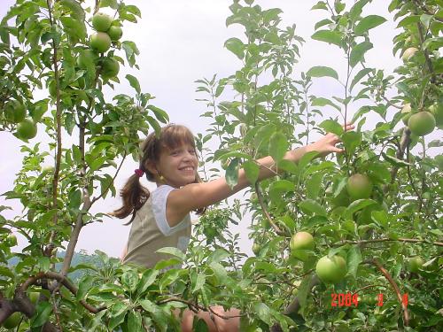 Skytop Orchard_7