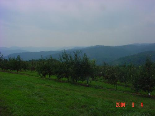 Skytop Orchard_10